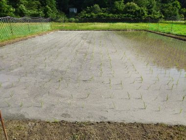 ④　6月10日　苗代後で田植と米糠散布　水面には米糠が漂っている